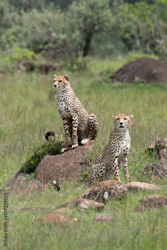 cheetah on a mound and its young