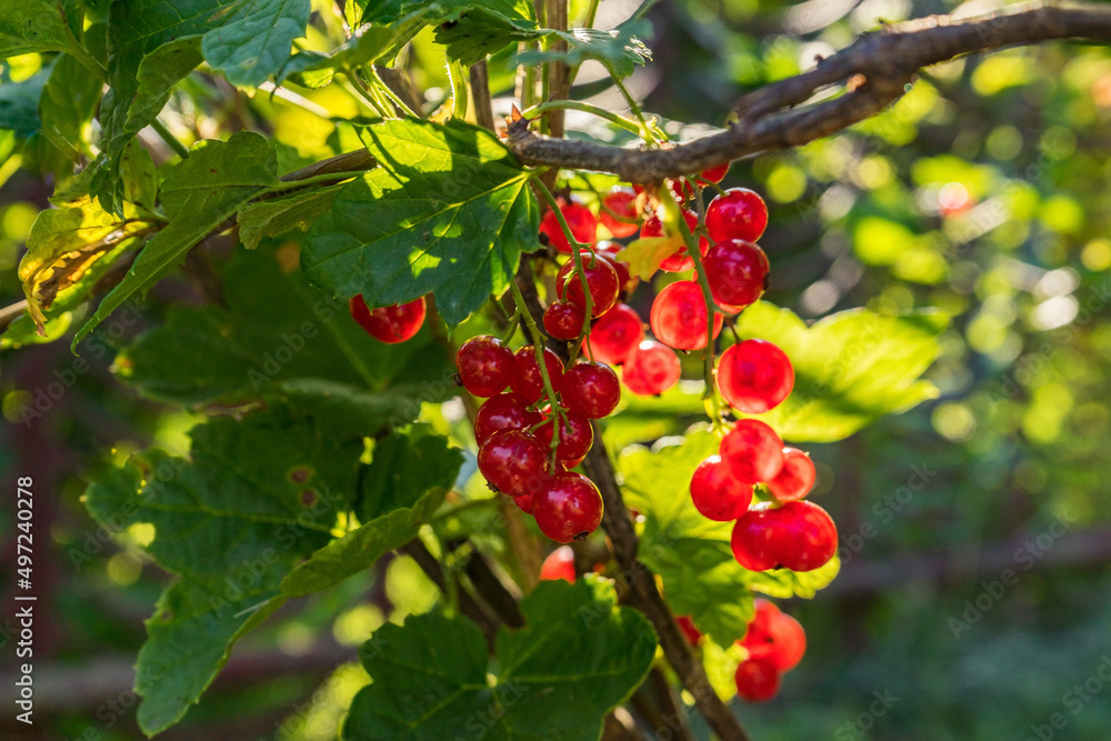 Fototapeta premium A bunch of currants illuminated by the sun