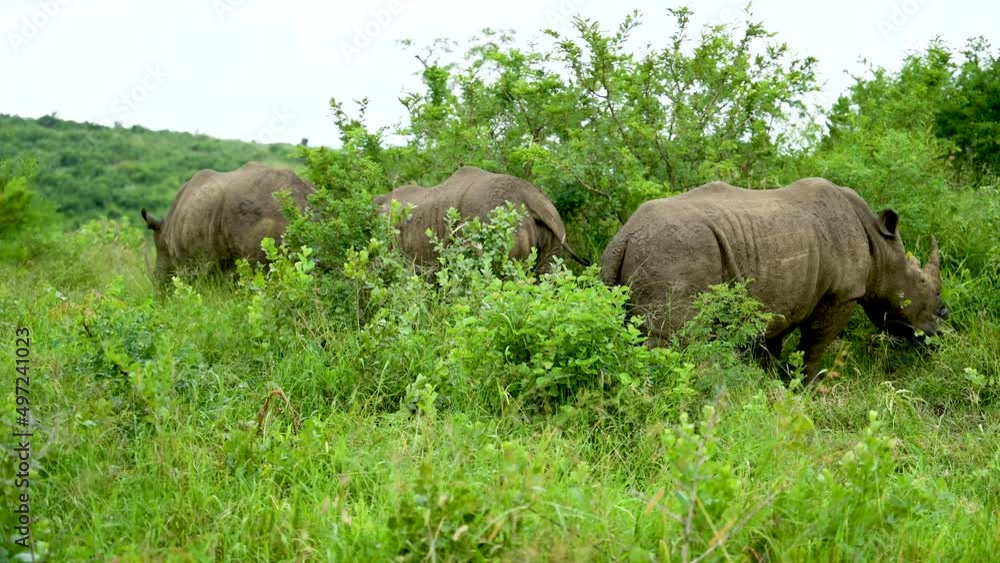 Nashörner im Naturreservat Hluhluwe Nationalpark Südafrika Nashörner im Naturreservat Hluhluwe Nationalpark Südafrika