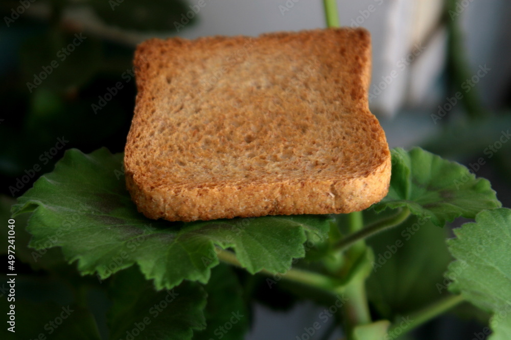 slices of bread slices of bread