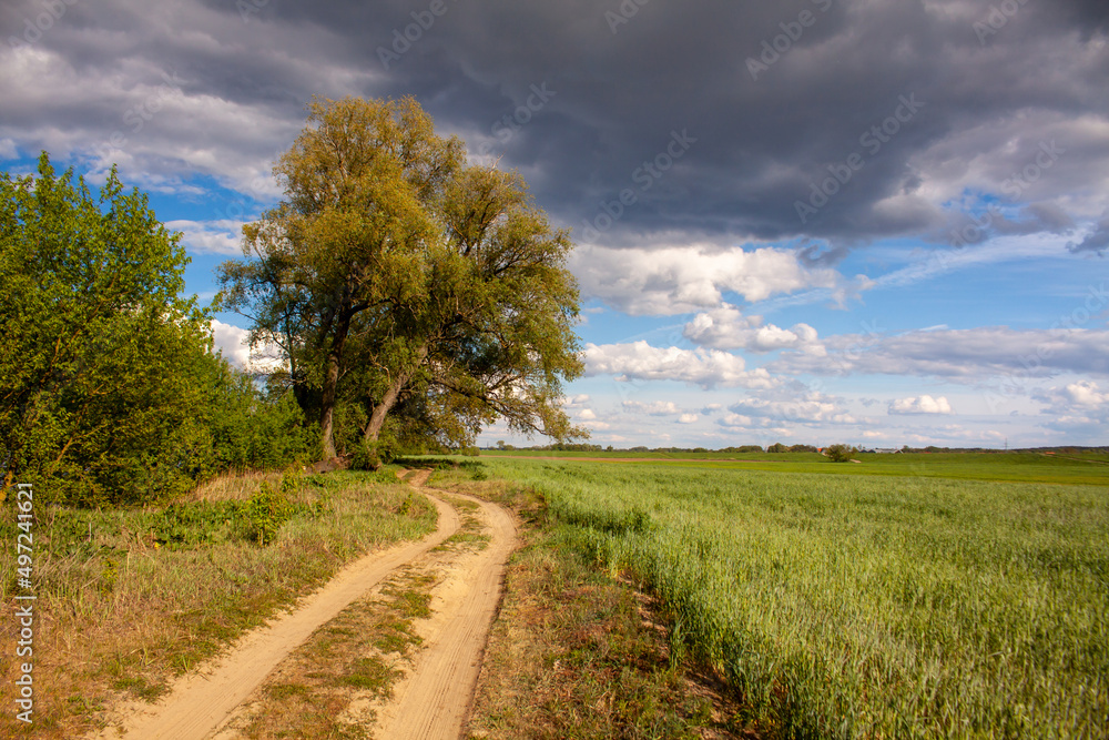 Obraz premium Polna droga