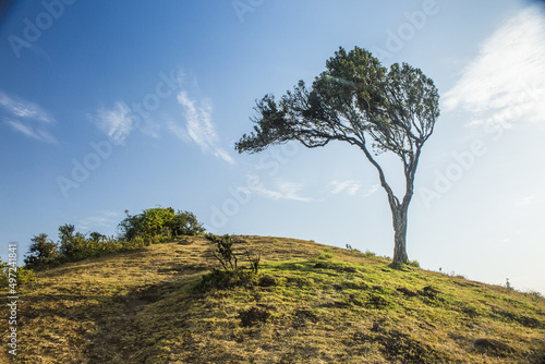 Scenic shot of a lone tree on top of a hill in Ngong, Kenya photo