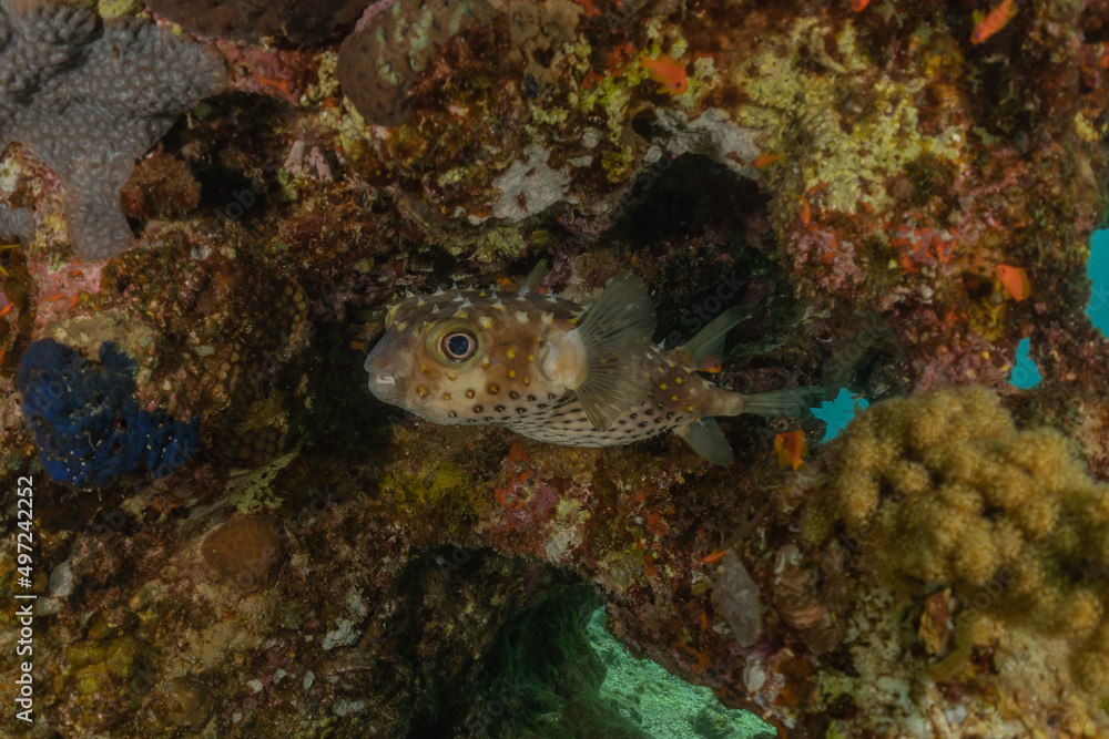 Fish swim in the Red Sea, colorful fish, Eilat Israel
Fish swim in the Red Sea, colorful fish, Eilat Israel