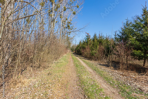 Spring landscape. Trees grow around the road. The sky is blue.