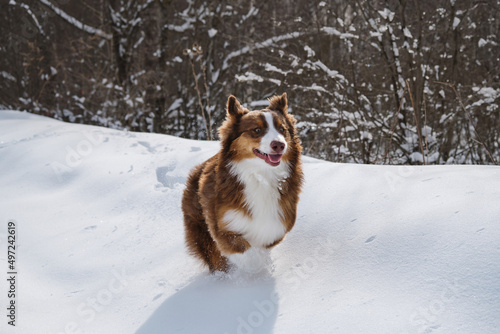 Fototapeta Naklejka Na Ścianę i Meble -  Energetic and active breed of dog on move. Cute Australian Shepherd puppy runs merrily fast through fresh snow with crazy face. Aussie chocolate color on walk in winter.