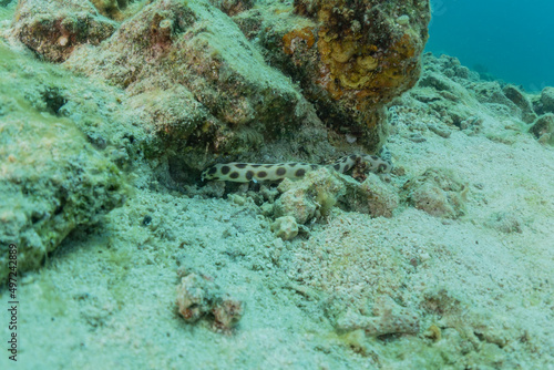 Tiger Snake Eel in the Red Sea Colorful and beautiful  Eilat Israel
