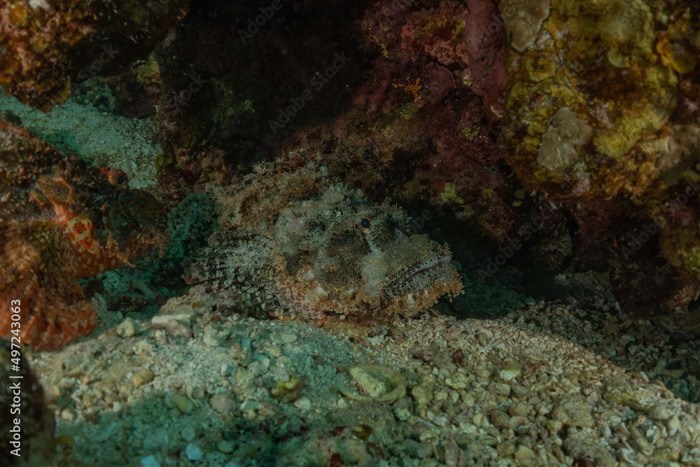 Fish swim in the Red Sea, colorful fish, Eilat Israel
Fish swim in the Red Sea, colorful fish, Eilat Israel