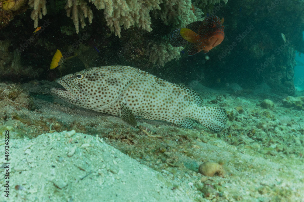 Fototapeta premium Fish swim in the Red Sea, colorful fish, Eilat Israel 
