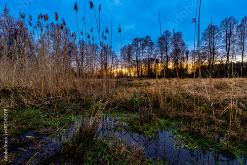 Fototapeta Naklejka Na Ścianę i Meble -  landscape of trees