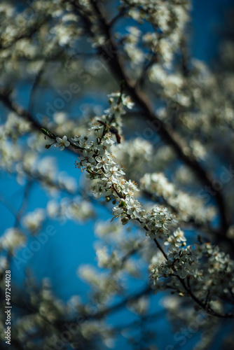 Selectove focus shor of cherry flowers on a tree with bokeh lights photo