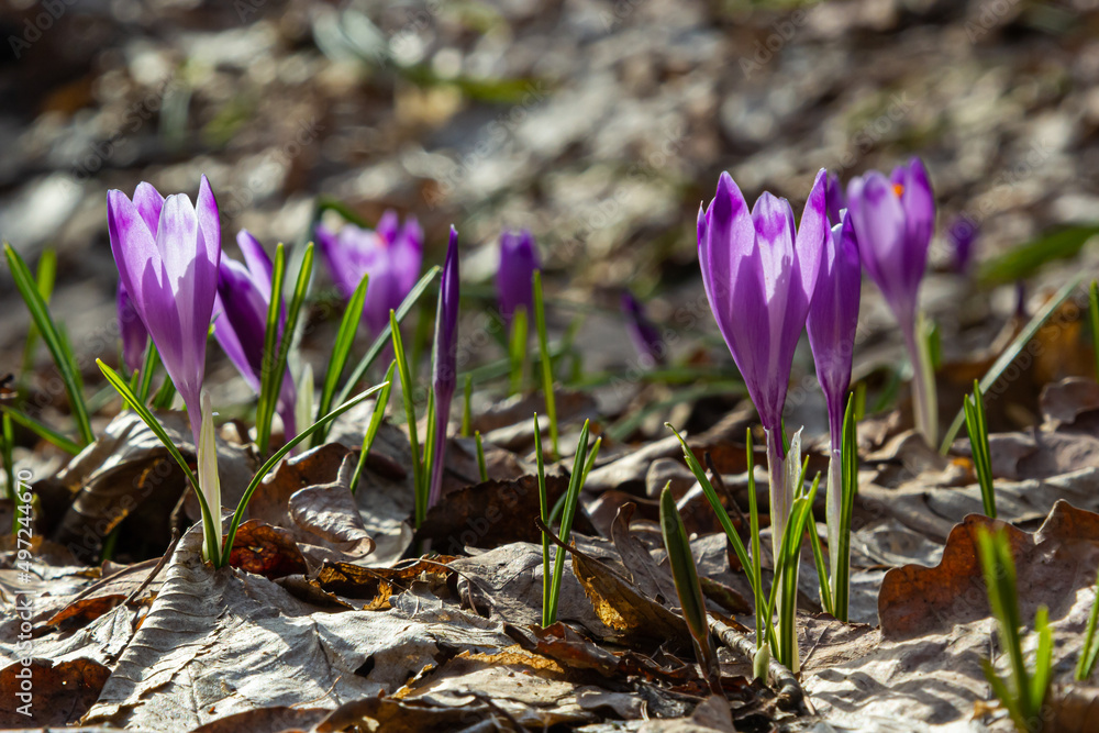 Sunlit purple crocus flowers, Crocus tommasinianus, Barr's purple, blooming in Spring, side view, green foliage background Sunlit purple crocus flowers, Crocus tommasinianus, Barr's purple, blooming in Spring, side view, green foliage background