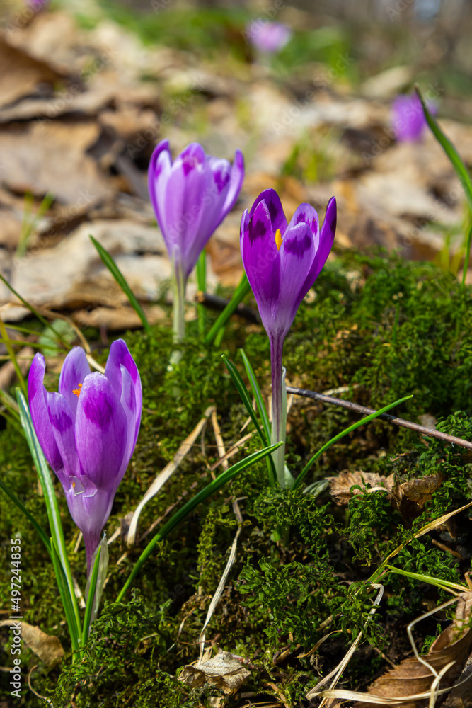 Close up of a woodland crocus, crocus tommasinianus, flower emerging into bloom Close up of a woodland crocus, crocus tommasinianus, flower emerging into bloom
