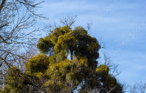 A sick withered tree attacked by mistletoe  viscum. They are woody  obligate hemiparasitic shrubs