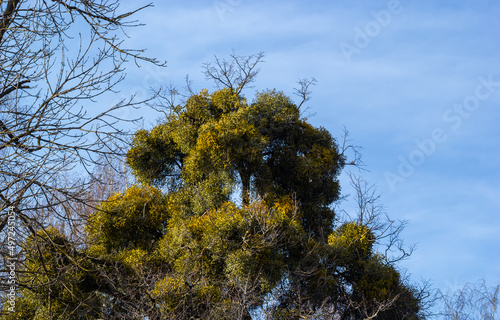 A sick withered tree attacked by mistletoe, viscum. They are woody, obligate hemiparasitic shrubs photo