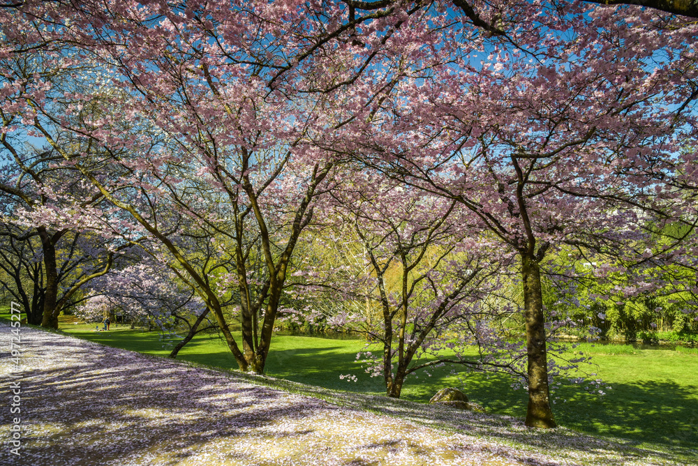view of cherry blossoms in a oriental park