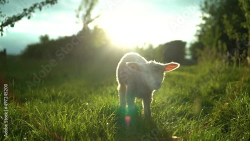 Baby lamb running towards camera photo
