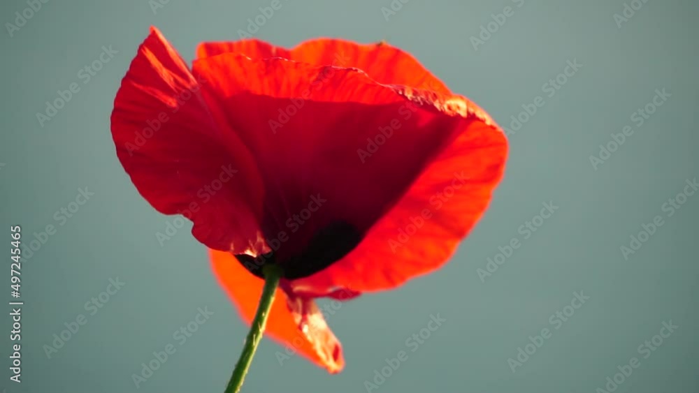 One red poppy extremely close up of petal flower. Poppies in the meadow wild poppy field, swinging by the wind. Close-up of blossoming poppies. Macro. Selective focus. Never-ending beauty of nature. One red poppy extremely close up of petal flower. Poppies in the meadow wild poppy field, swinging by the wind. Close-up of blossoming poppies. Macro. Selective focus. Never-ending beauty of nature.