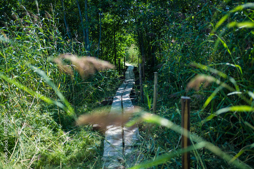 pitkospuut - woodenpath in finland photo