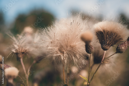 fluffy wild flower