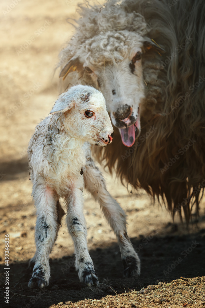 Sheep with a lamb standing in the shade and looking into the camera, Maternal instinct Sheep with a lamb standing in the shade and looking into the camera, Maternal instinct