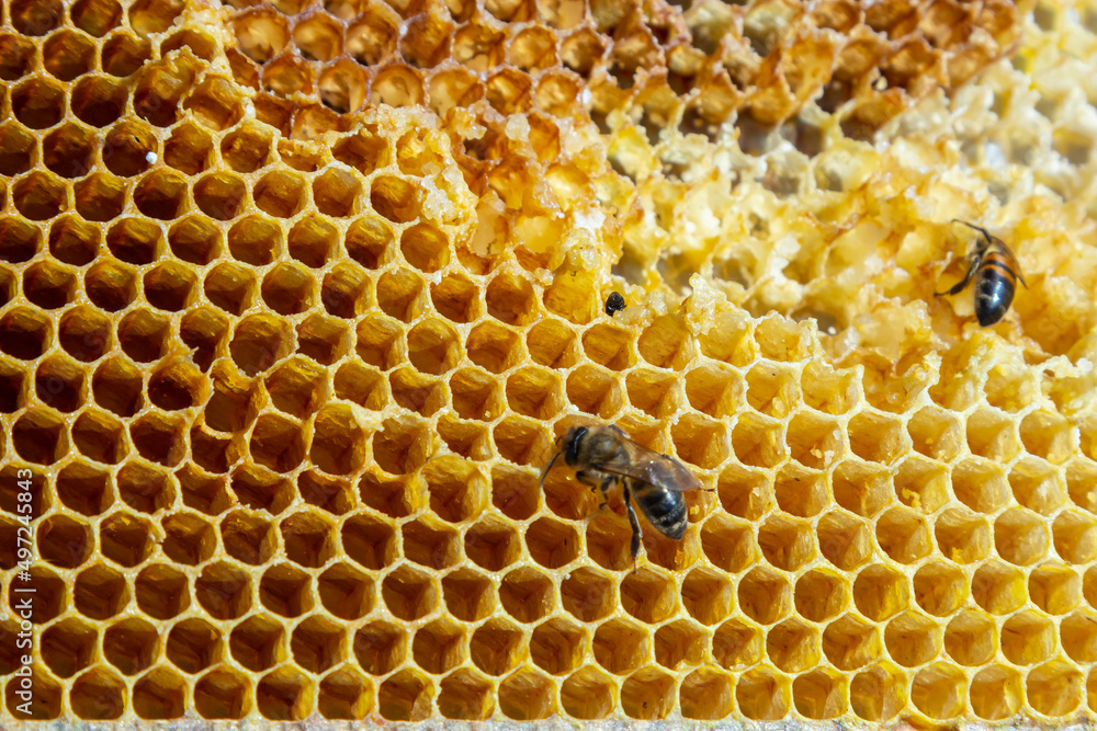 Bees working on honey cells. Close up macro. World Bee Day. Copy paste. Space for text Bees working on honey cells. Close up macro. World Bee Day. Copy paste. Space for text