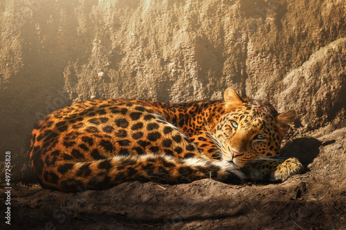 North Chinese leopard (Panthera pardus japonensis) lying and resting in the sunshine and looks into the camera photo