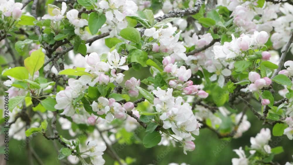 Branches with beautiful and light-colored Apple tree blossoms in a springtime garden. Branches with beautiful and light-colored Apple tree blossoms in a springtime garden.