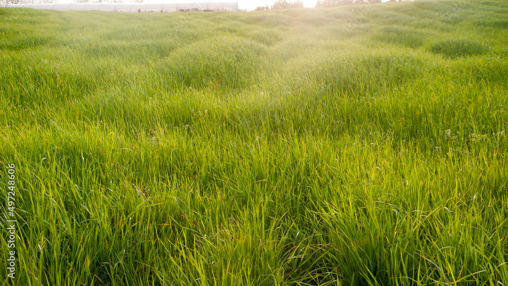 Obraz premium Pradera de hierba verde en zona rural 
