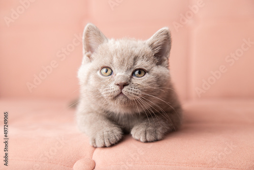 adorable cute scottish kitten lies on a beautiful pink sofa and looks at the camera