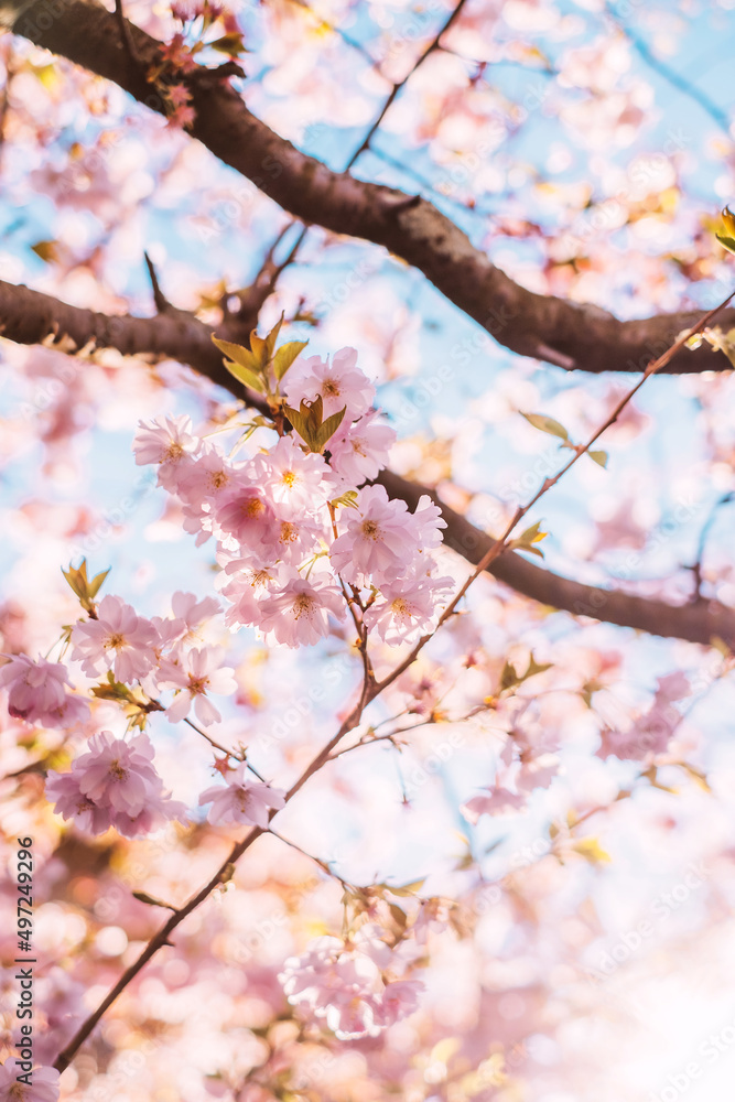 Background with beautiful pink Japanese cherry blossom Background with beautiful pink Japanese cherry blossom