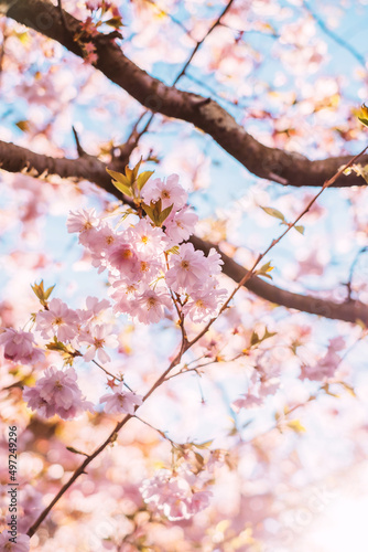 Background with beautiful pink Japanese cherry blossom