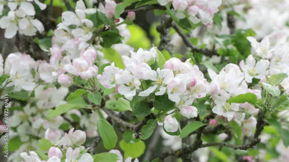 Branches with beautiful and light-colored Apple tree blossoms in a springtime garden. Branches with beautiful and light-colored Apple tree blossoms in a springtime garden.
