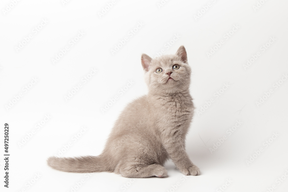 adorable cute Scottish lilac kitten sits on a white background with copy space and looks at the camera. pets.