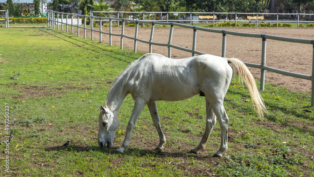 Obraz premium A beautiful white horse grazing in the open pastures of a ranch
