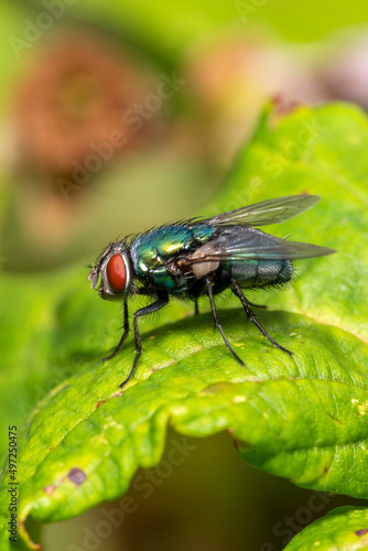 Common green bottle fly ( lucilia sericatafly) which is a blowfly species and a little larger than the house fly which has a body of a metallic green blue colour, stock photo image © Tony Baggett