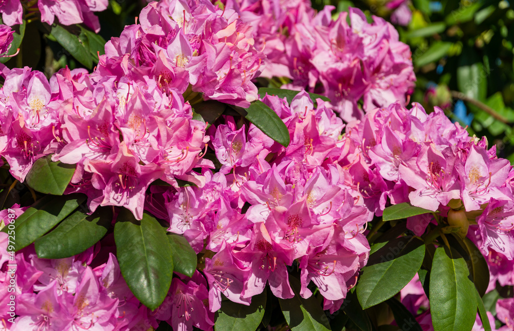 Close-up of pink purple flowers of Rhododendron 'Roseum Elegans' (hybrid catawbiense) blossom in Public landscape city park 'Krasnodar' or 'Galitsky'. Selective focus Close-up of pink purple flowers of Rhododendron 'Roseum Elegans' (hybrid catawbiense) blossom in Public landscape city park 'Krasnodar' or 'Galitsky'. Selective focus