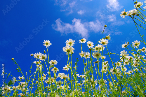 White camomiles on blue sky