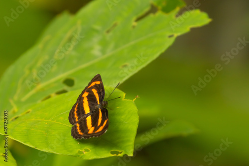 Selective focus image of a butterfly called Neptis Soma or sullied sailor found in south east Asia 
