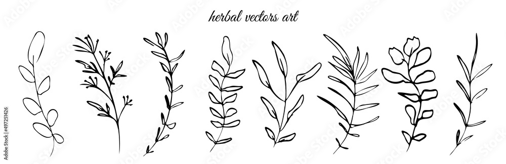 Hand drawn black herbal vectors art on a white background. Botanical, chic and trendy plants. Hand drawn lines, elegant leaves for your own design. Flower branch and minimalistic modern plants.