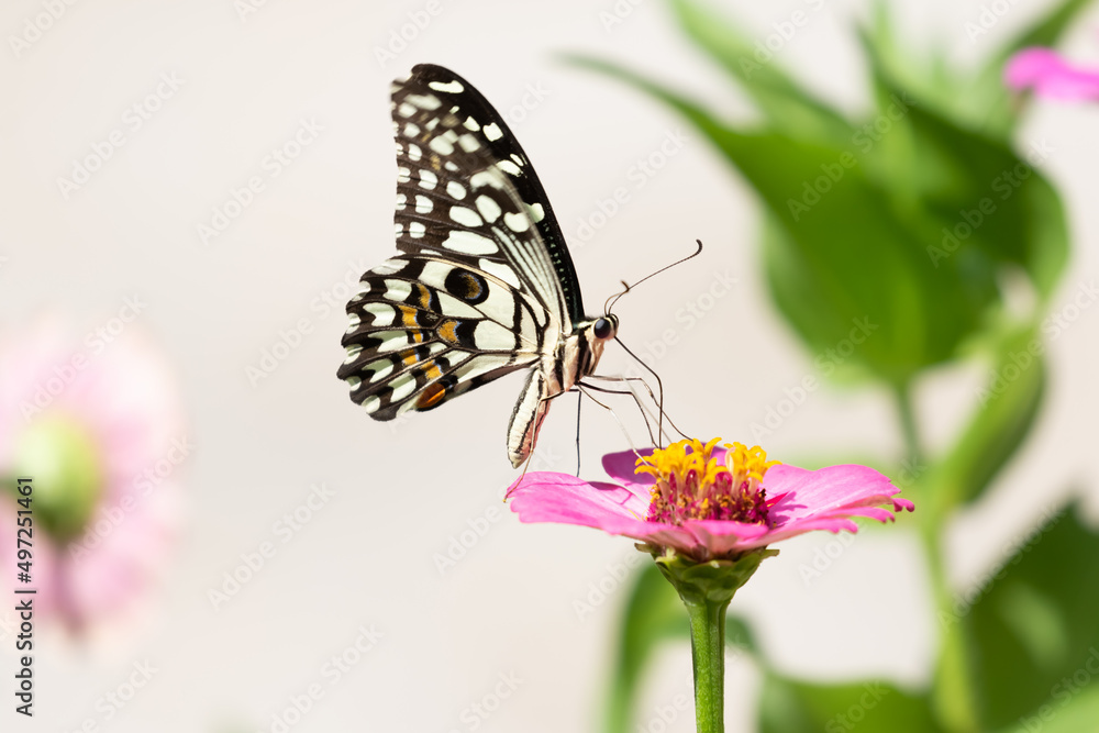 A butterfly with beautiful black and white pattern siting on a flower