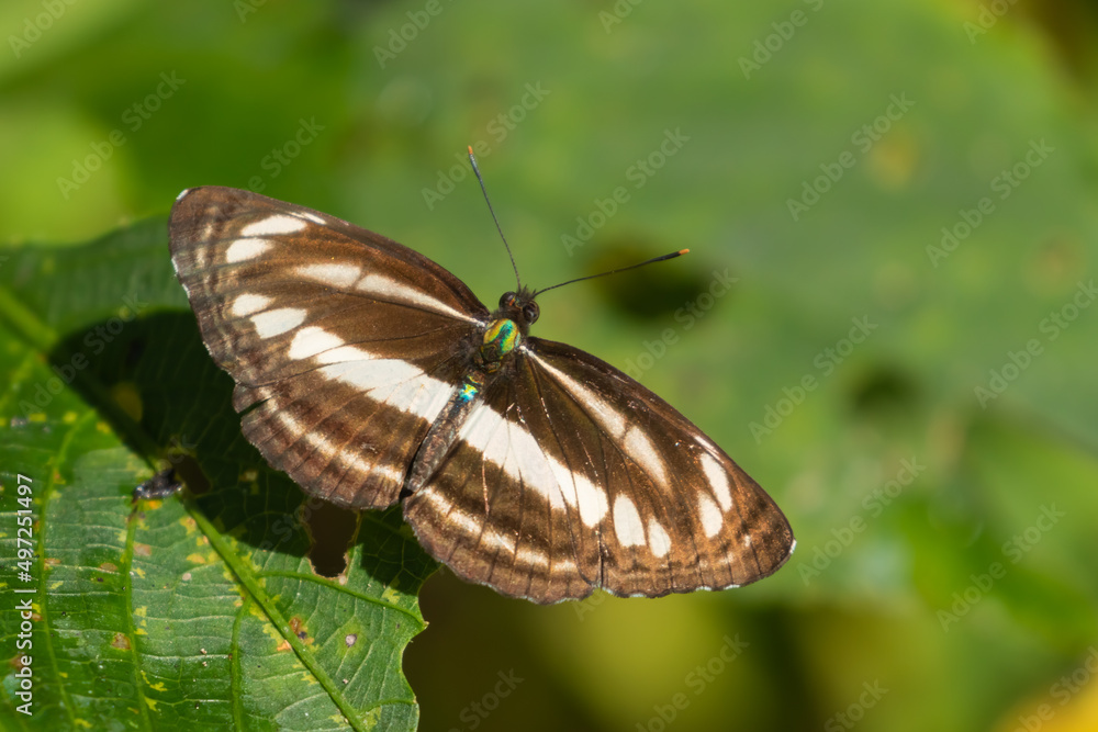 Obraz premium Selective focus image of a butterfly called Neptis Soma or sullied sailor found in south east Asia 