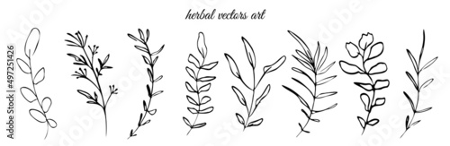 Hand drawn black herbal vectors art on a white background. Botanical, chic and trendy plants. Hand drawn lines, elegant leaves for your own design. Flower branch and minimalistic modern plants.