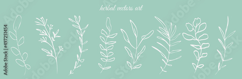 Hand drawn herbal vectors art on a mint background. Botanical, chic and trendy plants. Hand drawn lines, elegant leaves for your own design. Flower branch and minimalistic modern plants.