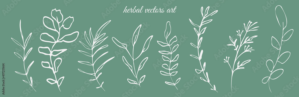 Hand drawn herbal vectors art on a green background. Botanical, chic and trendy plants. Hand drawn lines, elegant leaves for your own design. Flower branch and minimalistic modern plants.