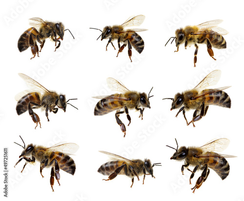 Fotografia Honey bees isolated on a white background