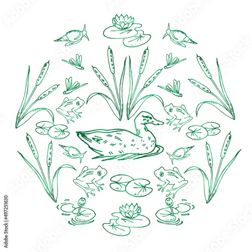 Vector doodle set of the inhabitants of the pond, swamp on a white background. Lake biotope, animals and plants: snails, reeds, water lilies, duck, frogs, dragonflies. Hand drawing.
