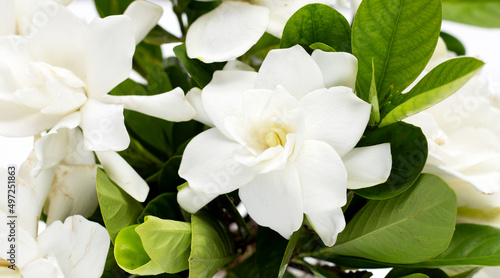 Fotografi Cape jasmine or garden gardenia, gerdenia flower