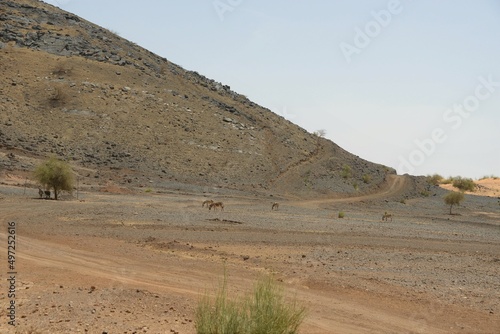 la coline de minerais de tambao au Burkina faso photo