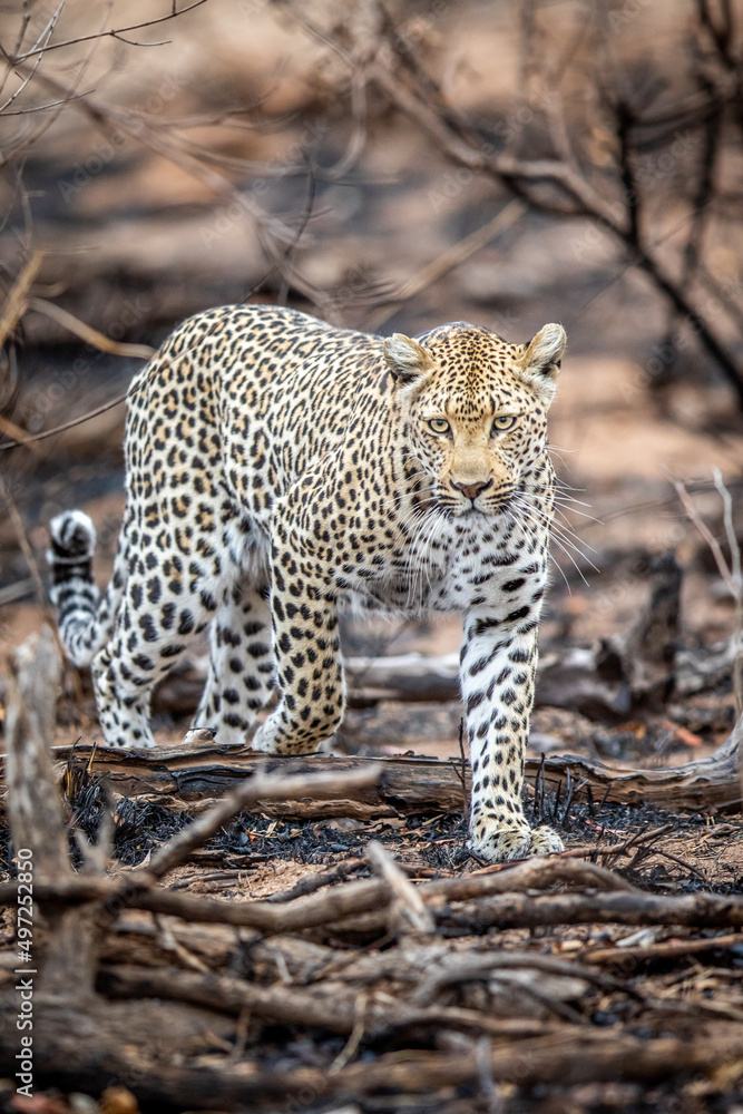 Fototapeta premium Leopard walking in the African bush.