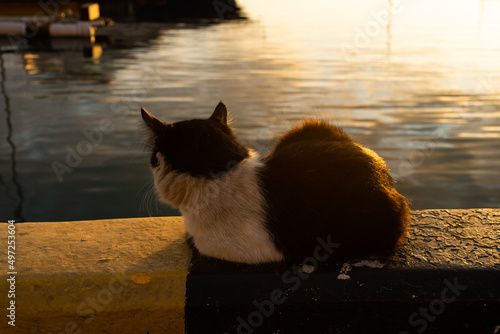  street cat on the fence on the sunny evening looks at the sea